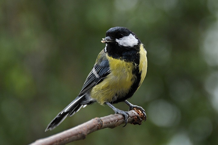 Sýkora koňadra (Parus major)